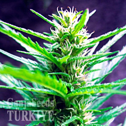 Auto Kronos feminised GanjaVIP Seeds