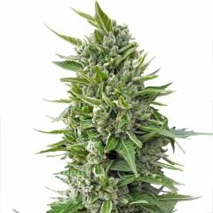 Auto Magik feminised GanjaVIP Seeds