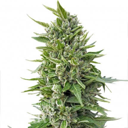 Auto Magik feminised GanjaVIP Seeds