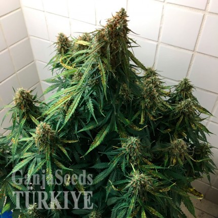 Auto Magik feminised GanjaVIP Seeds