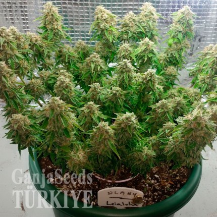 Auto Magik feminised GanjaVIP Seeds