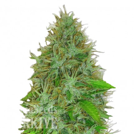 Auto Magik feminised GanjaVIP Seeds