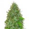 Auto Magik feminised GanjaVIP Seeds Online kenevir tohumu