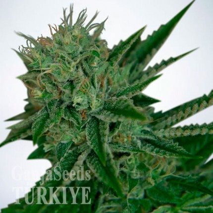 Auto Magik feminised GanjaVIP Seeds