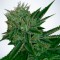 Auto Magik feminised GanjaVIP Seeds Eve teslim kenevir tohumları