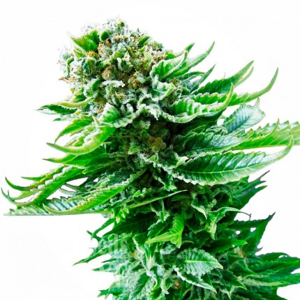 Auto Magik feminised GanjaVIP Seeds