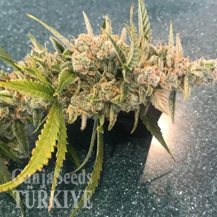 Auto Magik feminised GanjaVIP Seeds