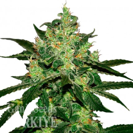 Auto Magik feminised GanjaVIP Seeds