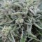 Northern Lights feminised Ganja Seeds