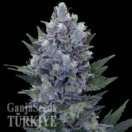 Northern Lights feminised Ganja Seeds