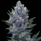 Northern Lights feminised Ganja Seeds