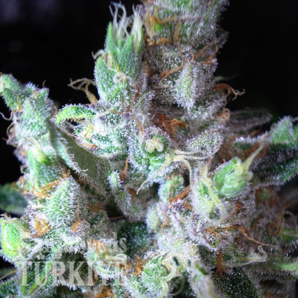 Northern Lights feminised Ganja Seeds