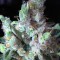 Northern Lights feminised Ganja Seeds