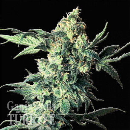 Northern Lights feminised Ganja Seeds