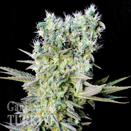 Northern Lights feminised Ganja Seeds