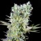 Northern Lights feminised Ganja Seeds