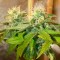 Auto Namor feminised GanjaVIP Seeds Orijinal ambalajda kenevir tohumları