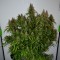 Auto Namor feminised GanjaVIP Seeds Güçlü kenevir tohumları