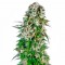Auto Namor feminised GanjaVIP Seeds Yüksek verimli kenevir tohumları