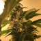 Auto Namor feminised GanjaVIP Seeds Acemiler için kenevir tohumları
