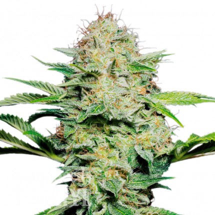 Auto Namor feminised GanjaVIP Seeds