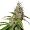 Auto Namor feminised GanjaVIP Seeds Kenevir kültürü tohumları