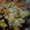 Auto Namor feminised GanjaVIP Seeds Tıbbi sınıf kenevir çeşidi tohumları