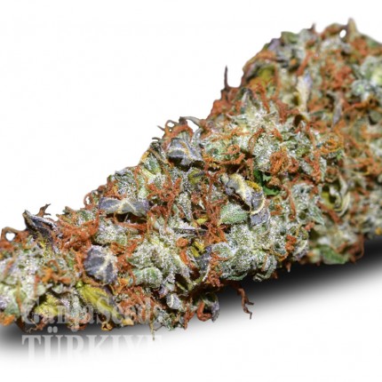 Auto Namor feminised GanjaVIP Seeds