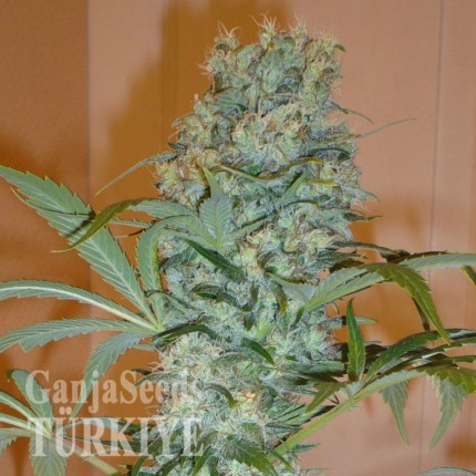 Nibiru feminised Ganja Seeds