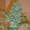 Nibiru feminised Ganja Seeds