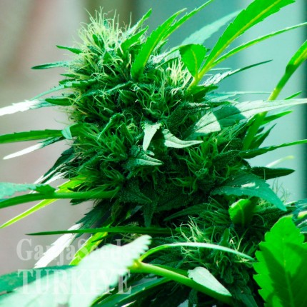 Nibiru feminised Ganja Seeds