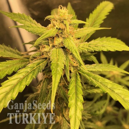 Auto Black Jack feminised Ganja Seeds