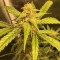 Mardin’de  Auto Black Jack feminised Ganja Seeds kenevir tohumu