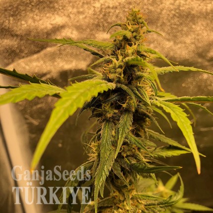 Auto Black Jack feminised Ganja Seeds