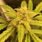 Samsun’da  Auto Black Jack feminised Ganja Seeds kenevir tohumu