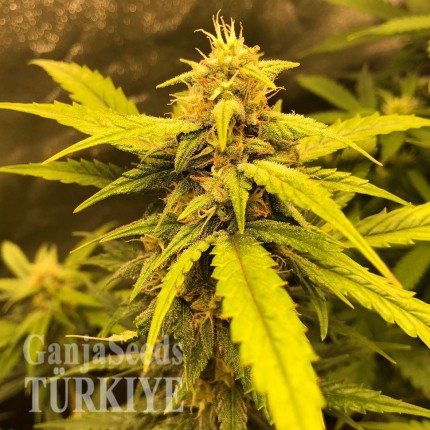 Auto Black Jack feminised Ganja Seeds