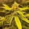 Trabzon’da  Auto Black Jack feminised Ganja Seeds kenevir tohumu