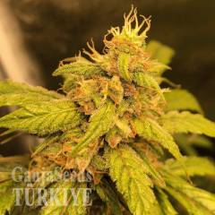 Auto Black Jack feminised Ganja Seeds