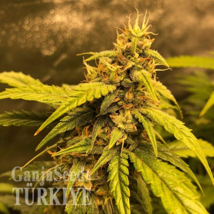 Auto Black Jack feminised Ganja Seeds