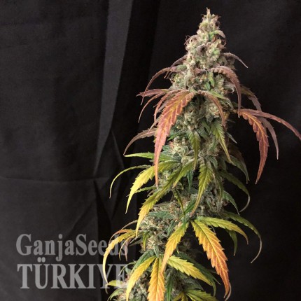 Auto Black Jack feminised Ganja Seeds