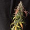 Auto Black Jack feminised Ganja Seeds Otomatik çiçeklenen dişileştirilmiş kenevir tohumu