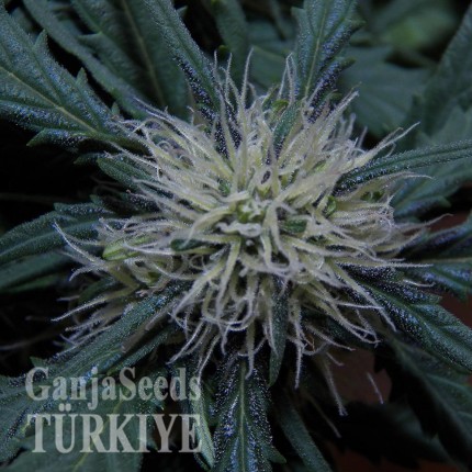 Auto Black Jack feminised Ganja Seeds