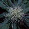 Auto Black Jack feminised Ganja Seeds Otomatik çiçeklenen kenevir tohumları