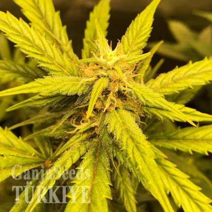 Auto Black Jack feminised Ganja Seeds