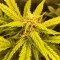 Auto Black Jack feminised Ganja Seeds Otomatik çiçeklenen dişileştirilmiş kenevir tohumu kargo ile eve teslim