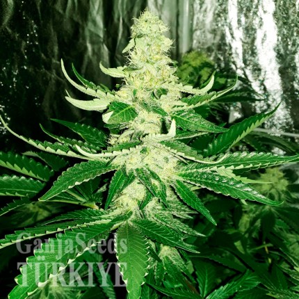 Auto AK feminised Ganja Seeds