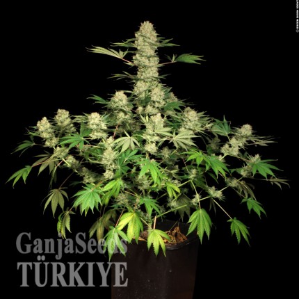 Auto AK feminised Ganja Seeds