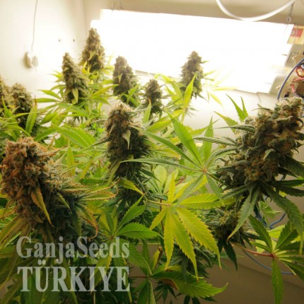 Auto AK feminised Ganja Seeds