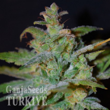 Auto AK feminised Ganja Seeds