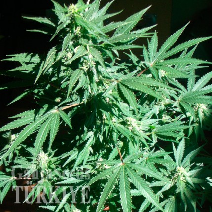 Auto AK feminised Ganja Seeds